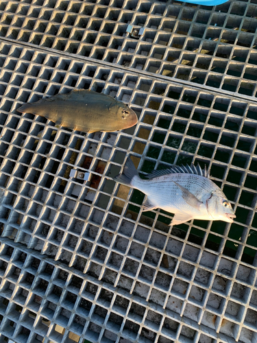 シタビラメの釣果