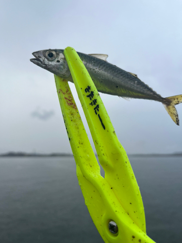 サバの釣果