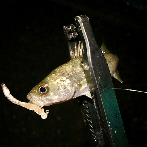 セイゴ（マルスズキ）の釣果