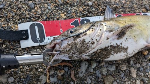 アメリカナマズの釣果