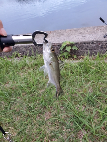 セイゴ（マルスズキ）の釣果