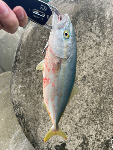 ワカシの釣果