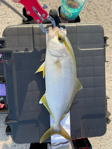 ショゴの釣果