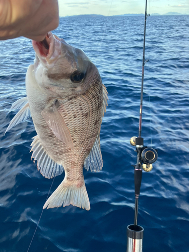 シロダイの釣果