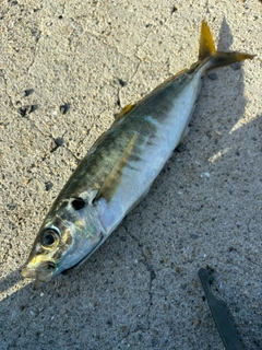 マルアジの釣果