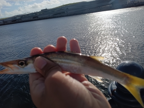 アカカマスの釣果