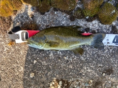 スモールマウスバスの釣果