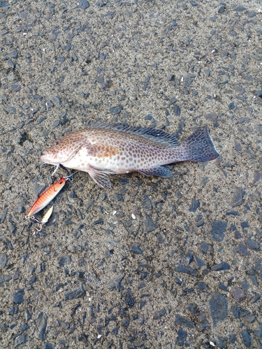 オオモンハタの釣果