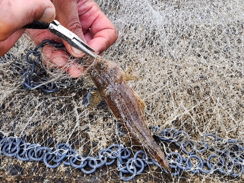 マゴチの釣果