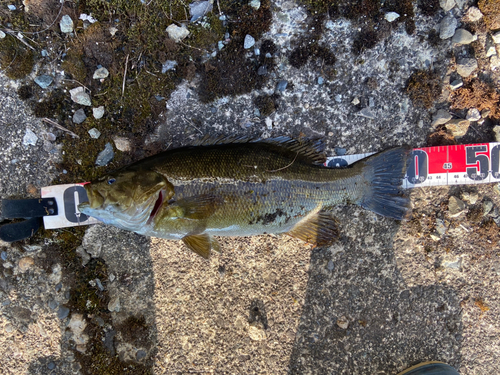 スモールマウスバスの釣果