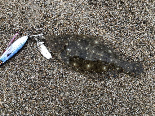 ヒラメの釣果