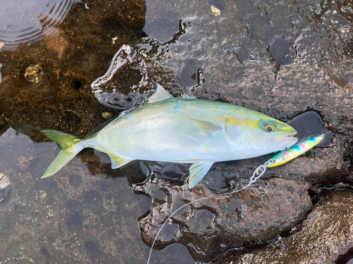 ワカシの釣果