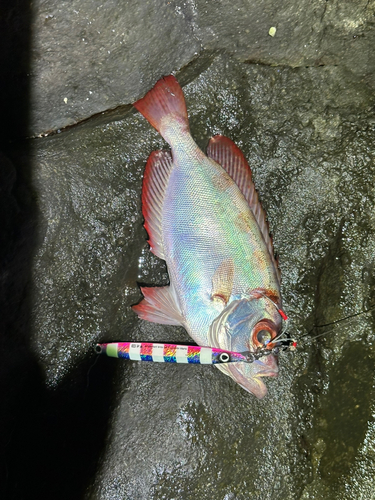 ゴマヒレキントキの釣果