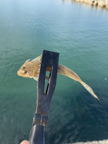 コチの釣果