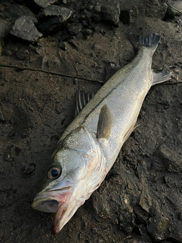 スズキの釣果