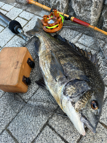 チヌの釣果