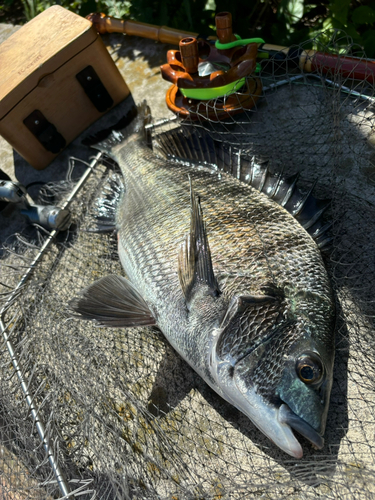 チヌの釣果