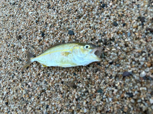 ショゴの釣果