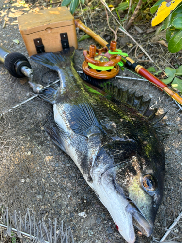 チヌの釣果