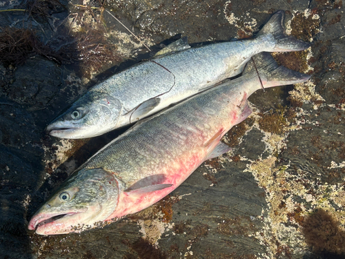 サケの釣果