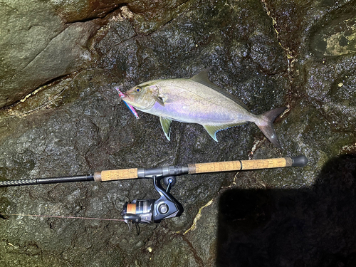 ヒレナガカンパチの釣果