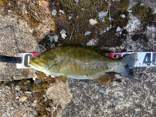 スモールマウスバスの釣果