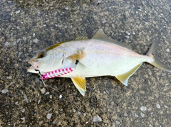 ショゴの釣果