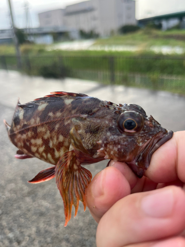 ガシラの釣果