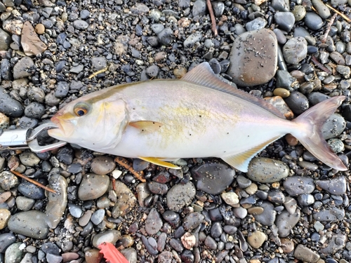 ショゴの釣果