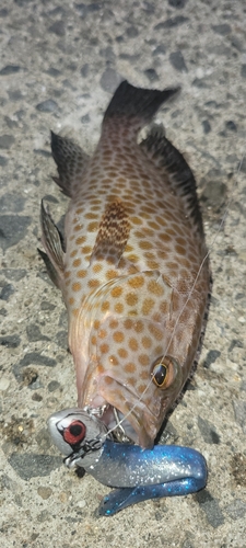 オオモンハタの釣果