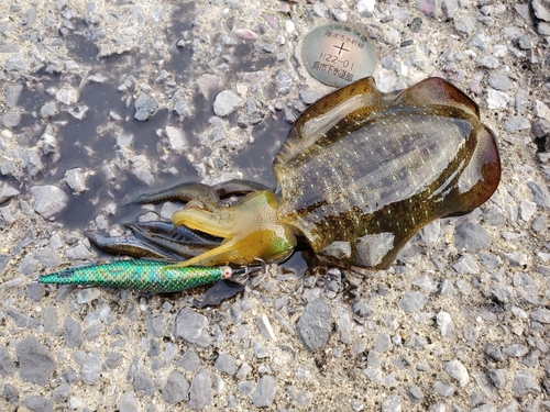 アオリイカの釣果