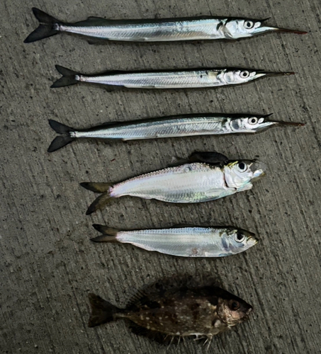 サヨリの釣果