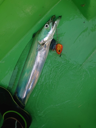 タチウオの釣果