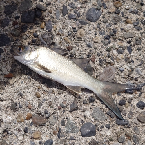 ヘダイの釣果