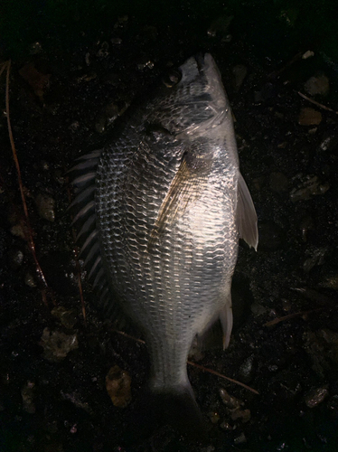 チヌの釣果