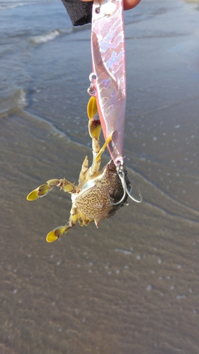 ガザミの釣果