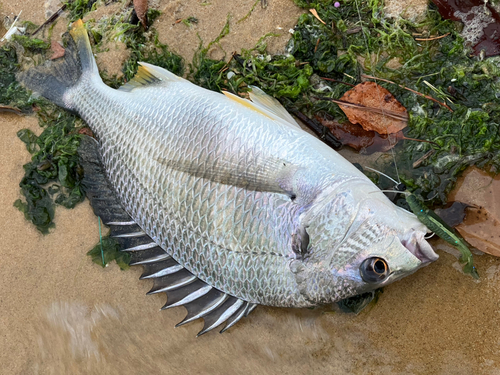 キビレの釣果