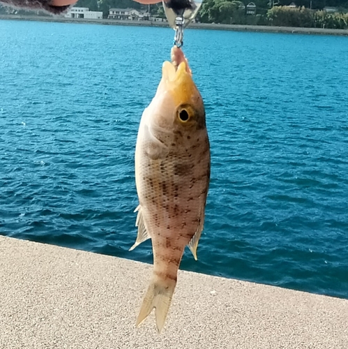 イトフエフキの釣果