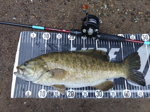 スモールマウスバスの釣果