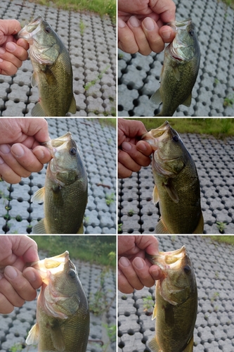 ブラックバスの釣果