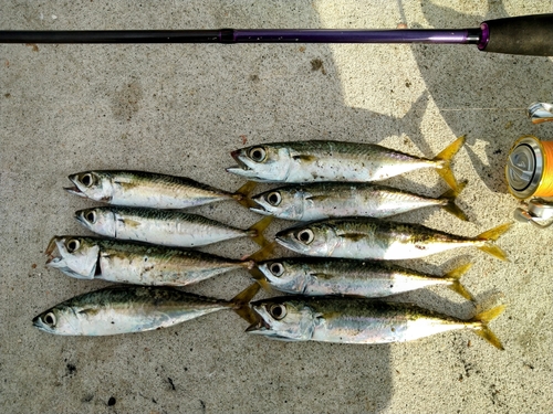 サバの釣果