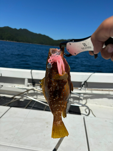 アコウの釣果