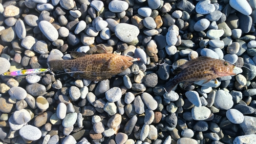 オオモンハタの釣果