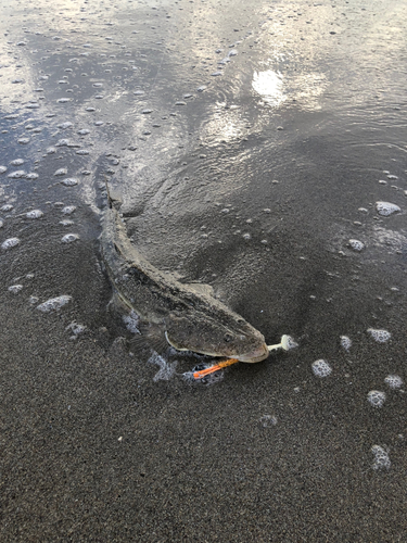 コチの釣果