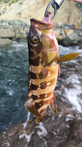 アカハタの釣果