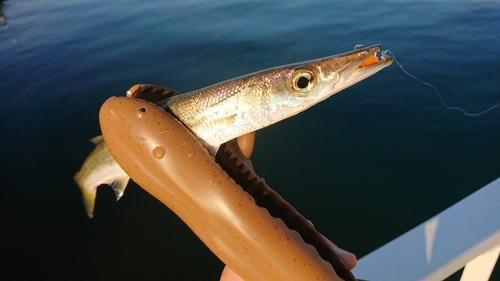 カマスの釣果