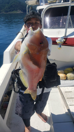 イラの釣果