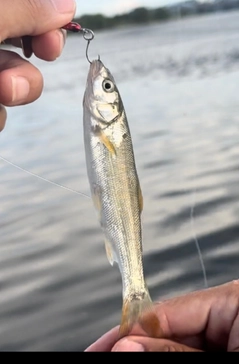 ウグイの釣果