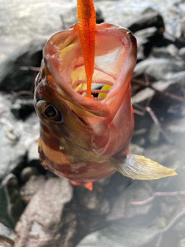 アカハタの釣果