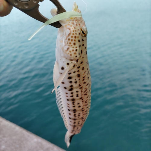 オグロトラギスの釣果